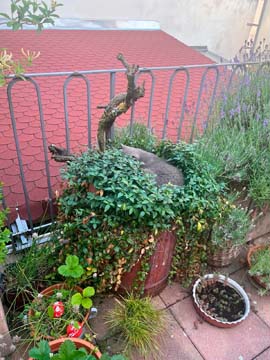 Fotografie k článku